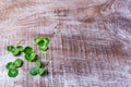 Clover on dark old wooden background Royalty Free Stock Photo