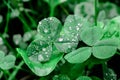 Clover with dew drops, grass in the morning in the forest
