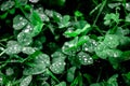 Clover with dew drops, grass in the morning Royalty Free Stock Photo