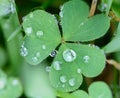 Clover with dew2 Royalty Free Stock Photo