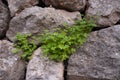 Clover on dry stone wall Royalty Free Stock Photo