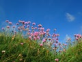 Clover field