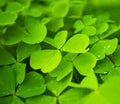 Clover field Royalty Free Stock Photo