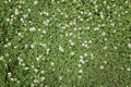 Clover Field from Above Background or Texture