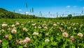 Clover field with flowers Royalty Free Stock Photo