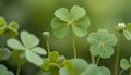 A clover field in forest. Lucky Irish Four Leaf Clover in the Field for St. Patricks Day background with copy space