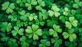 A clover field in forest. Lucky Irish Four Leaf Clover in the Field for St. Patricks Day background with copy space