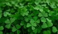 A clover field in forest. Lucky Irish Four Leaf Clover in the Field for St. Patricks Day background with copy space