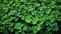 A clover field in forest. Lucky Irish Four Leaf Clover in the Field for St. Patricks Day background with copy space