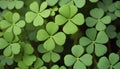 A clover field in forest. Lucky Irish Four Leaf Clover in the Field for St. Patricks Day background with copy space