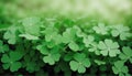 A clover field in forest. Lucky Irish Four Leaf Clover in the Field for St. Patricks Day background with copy space