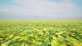 Clover field meadow nature landscape cloudy sky St Patrick Day