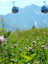 Clover field in mountains