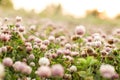 clover field Royalty Free Stock Photo