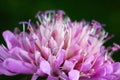 Clover flower