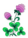 Clover flower