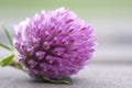 Clover Flower Royalty Free Stock Photo