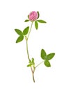 Clover flower Royalty Free Stock Photo