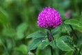 Clover flower on a background of green grass in natural conditions. Royalty Free Stock Photo