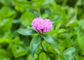 Clover flower on a background of green plants on a summer day Royalty Free Stock Photo