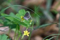 On the clover flower, the butterfly sucks honey!