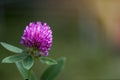 Clover flower close-up against the setting sun. Space for text Royalty Free Stock Photo