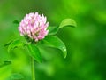 Clover flower close-up on the field.  Nature background Royalty Free Stock Photo