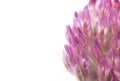 Clover flower closeup Isolated on a white background.