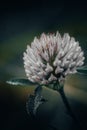 Clover flower covered with dew drops on a blurred background Royalty Free Stock Photo