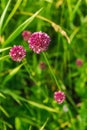 Clover flower in a green grass backgrounds