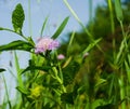 Clover flower in a green grass backgrounds