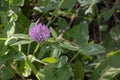 Clover flower in grass