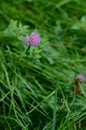 Clover flower in green grass Royalty Free Stock Photo