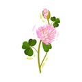 Clover Flower Head on Green Stem with Trifoliate Leaf Vector Illustration