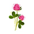 Clover Flower Head on Green Stem with Trifoliate Leaf Vector Illustration