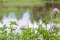 Clover flower by the lake. Nature. Clover. Green grass. Texture for the background. Royalty Free Stock Photo