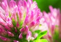 Clover Flower Macro Royalty Free Stock Photo