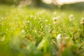 A clover flower in the morning Royalty Free Stock Photo