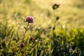 Clover Flower in the Morning Light Royalty Free Stock Photo