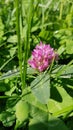 Clover flower with morning rose