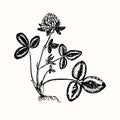 Clover flower, plant with roots, leaves and flower buds, doodle black ink drawing, woodcut style