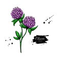 Clover flower vector drawing set. Isolated wild plant and leaves. Herbal engraved style illustration.