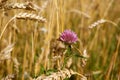 Clover flower in a wheat field