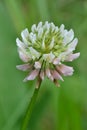 Clover flower Royalty Free Stock Photo