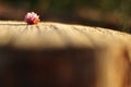 Clover flower on wooden background