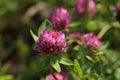 Clover flowers on blurred green meadow background Royalty Free Stock Photo