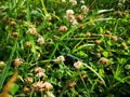 Clover flowers dragonfly grass