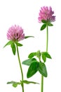 Clover flowers isolated