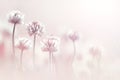 Clover flowers in pastel colore. Spring summer blur background. Royalty Free Stock Photo