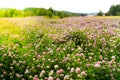 Clover flowers, Trifolium Pratense, outside in a field Royalty Free Stock Photo